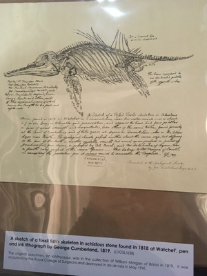 Early lithograph of an Ichthyosaur from 1819